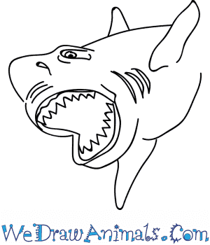 How to draw a megalodon shark head