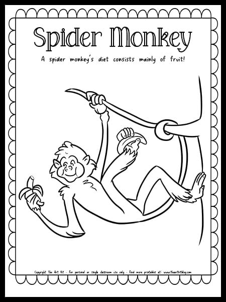 Spider monkey coloring page with fun fact free printable download â the art kit
