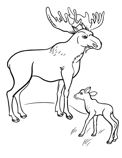 Free moose coloring page