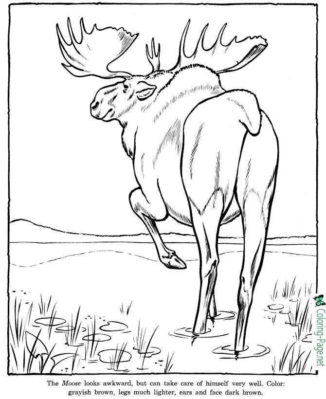 Moose coloring pages zoo