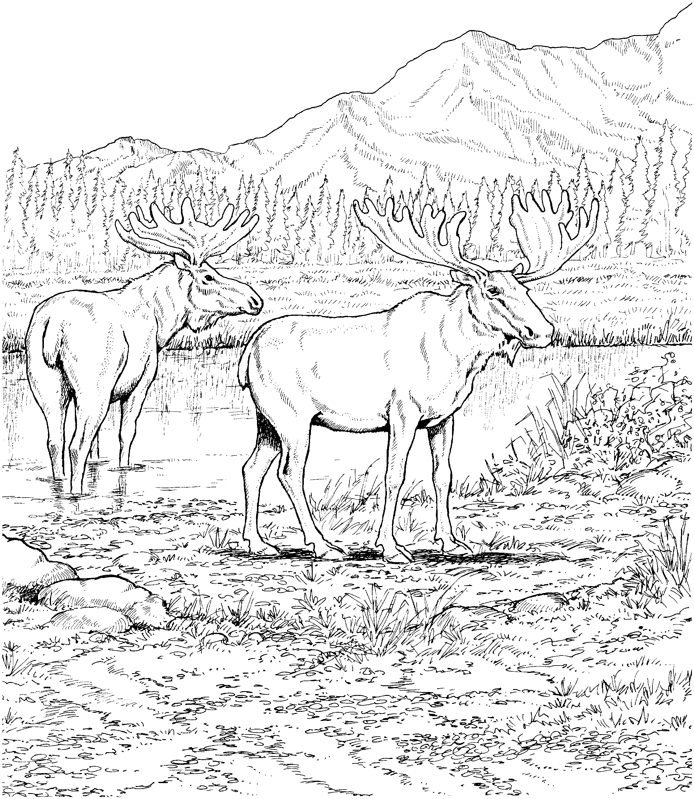 Free moose coloring pages