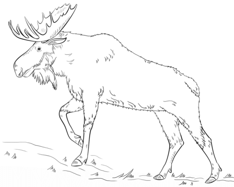 Walking moose coloring page free printable coloring pages