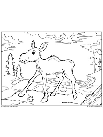 Moose calf coloring page â tims printables