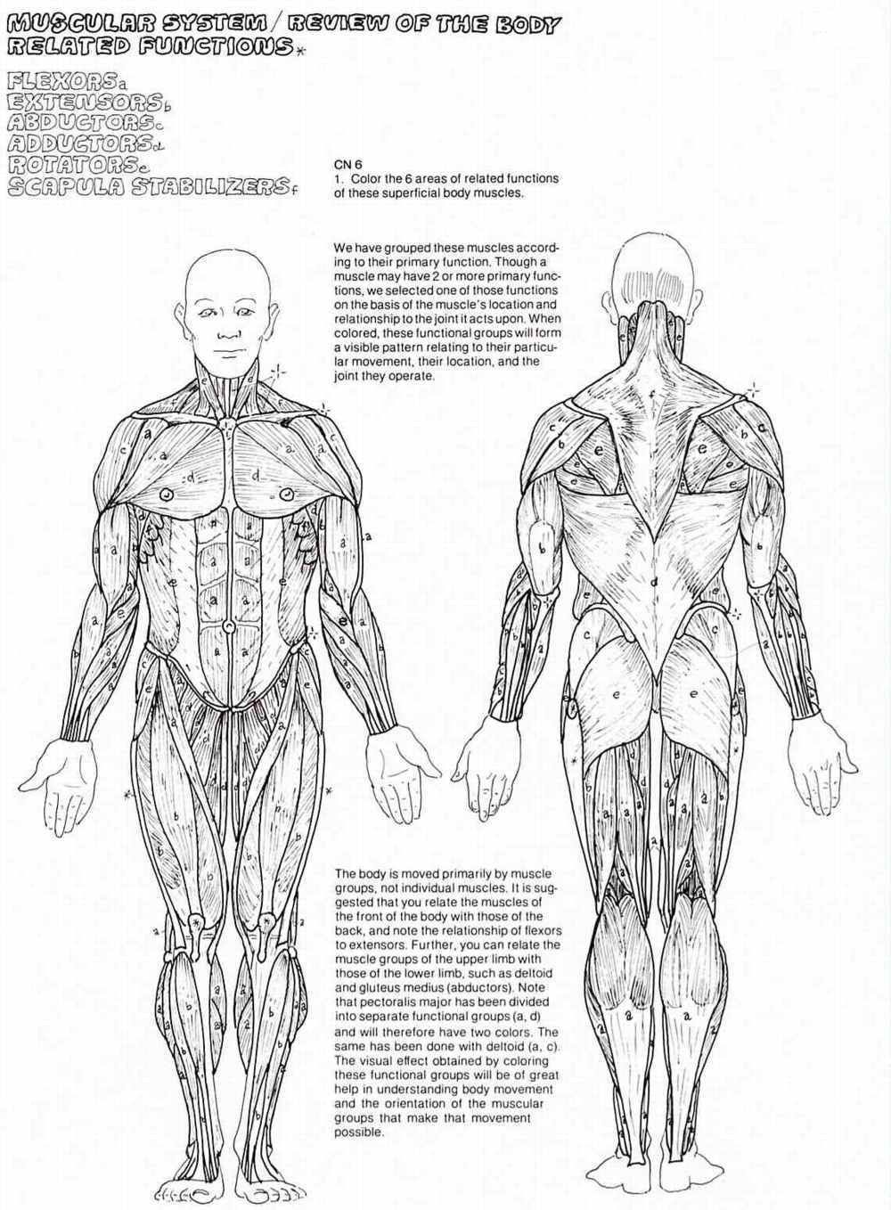 Download or print this amazing coloring page muscle anatomy coloring sheets