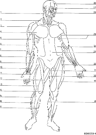 Human anatomy muscle coloring pages anatomy coloring book human body diagram kids colouring printables