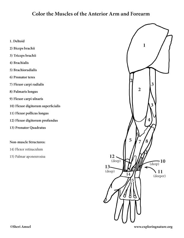 Muscles of the arm and forearm anterior â coloring page