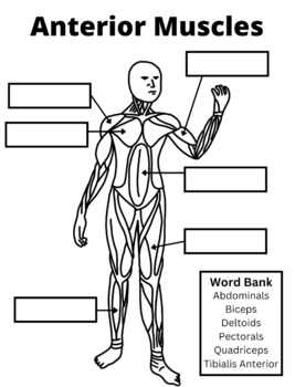 Muscle location and guided coloring by diana ashcraft tpt