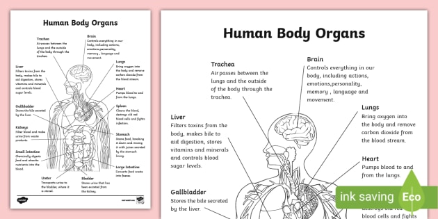 Free printable anatomy and physiology louring page