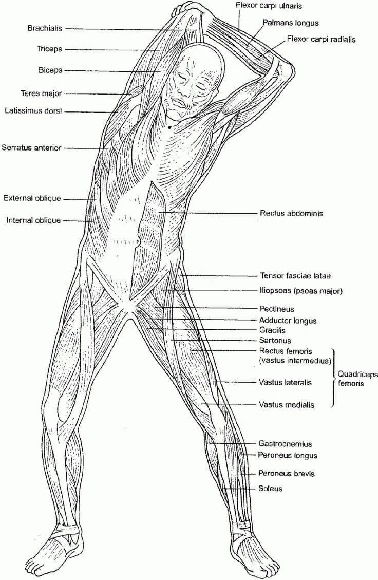 Anatomy coloring pages printable for free download