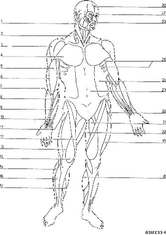 Human anatomy muscle coloring pages anatomy coloring book human body diagram kids colouring printables