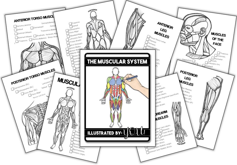 Muscular system coloring book