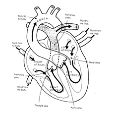 Top anatomy coloring pages for your toddler