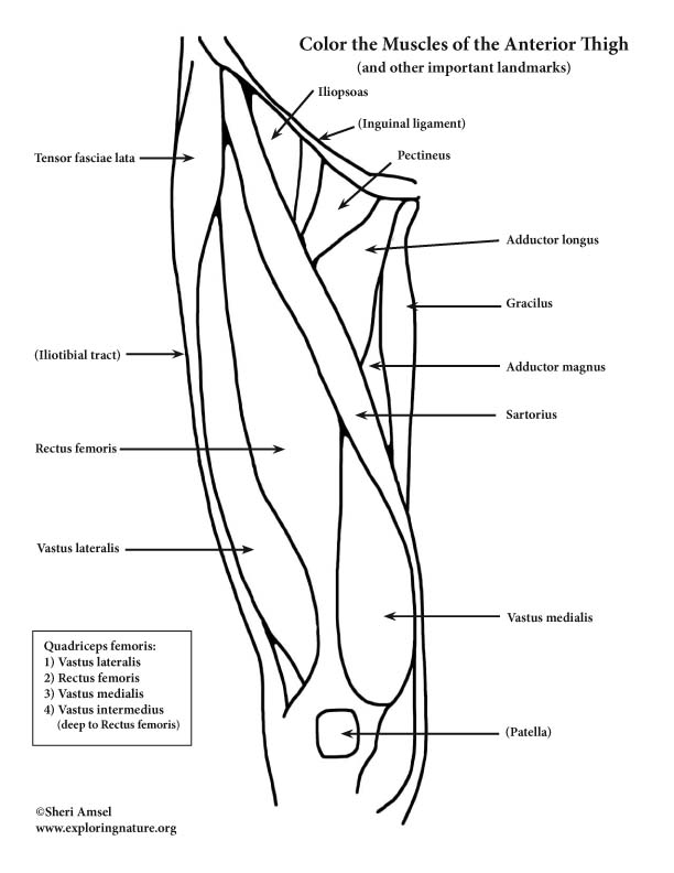 Muscles of the thigh and hip anterior coloring