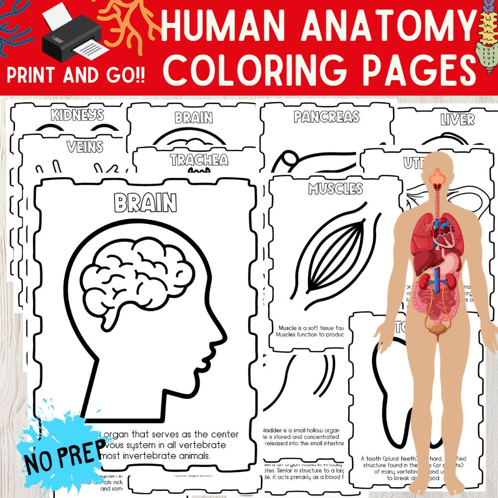 Explore human anatomy through coloring detailed pages with informative descriptions made by teachers