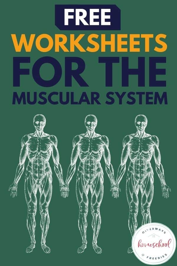 Free worksheets for the muscular system