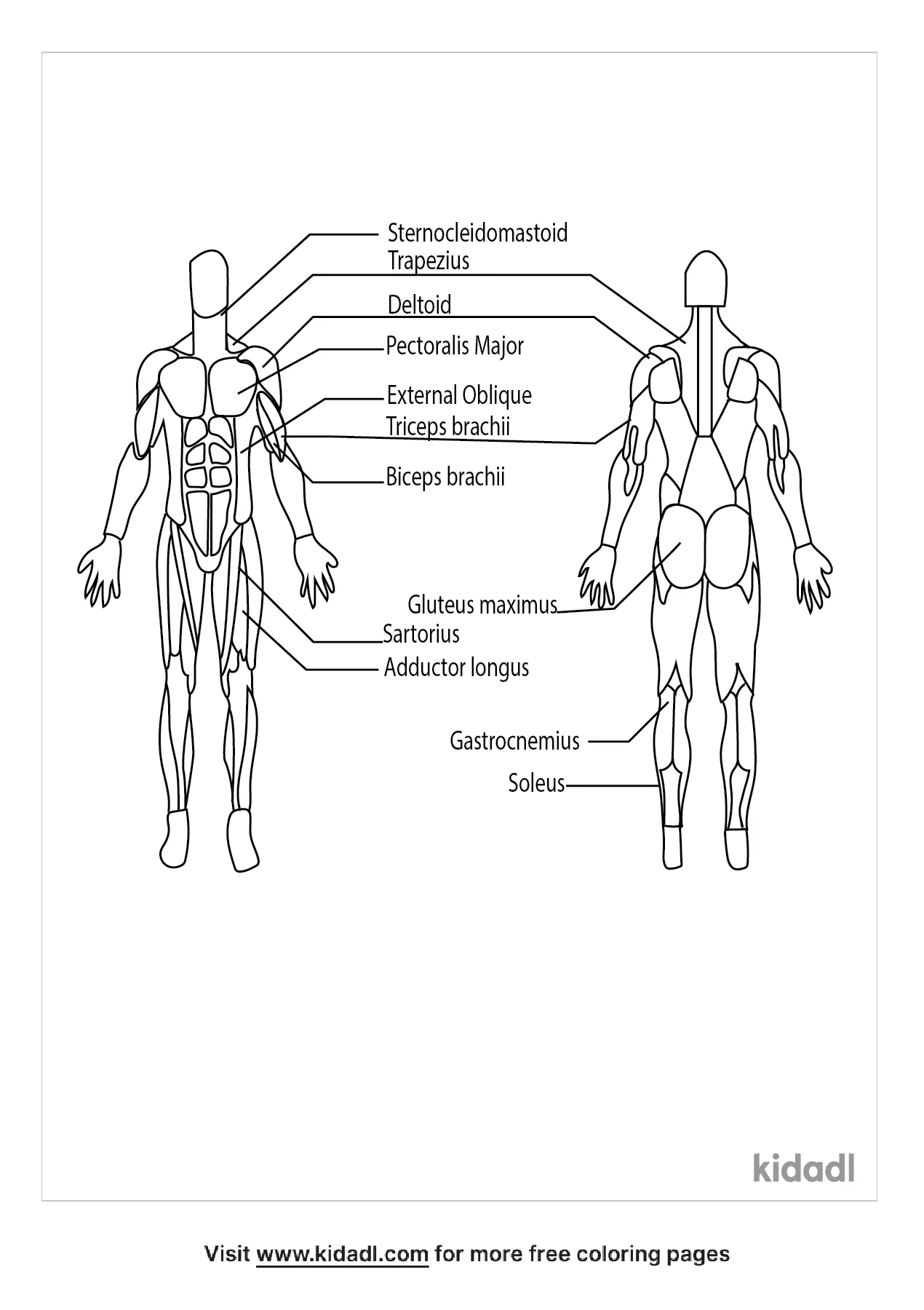 Free muscular system coloring page coloring page printables