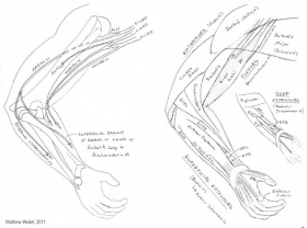 Arm muscles coloring page