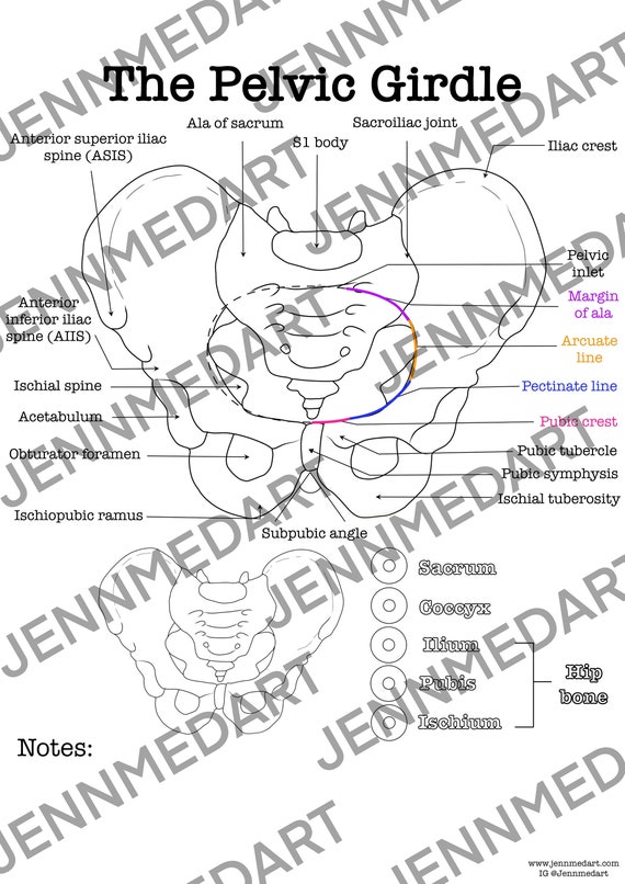 Buy pelvic girdle bones anatomy coloring page