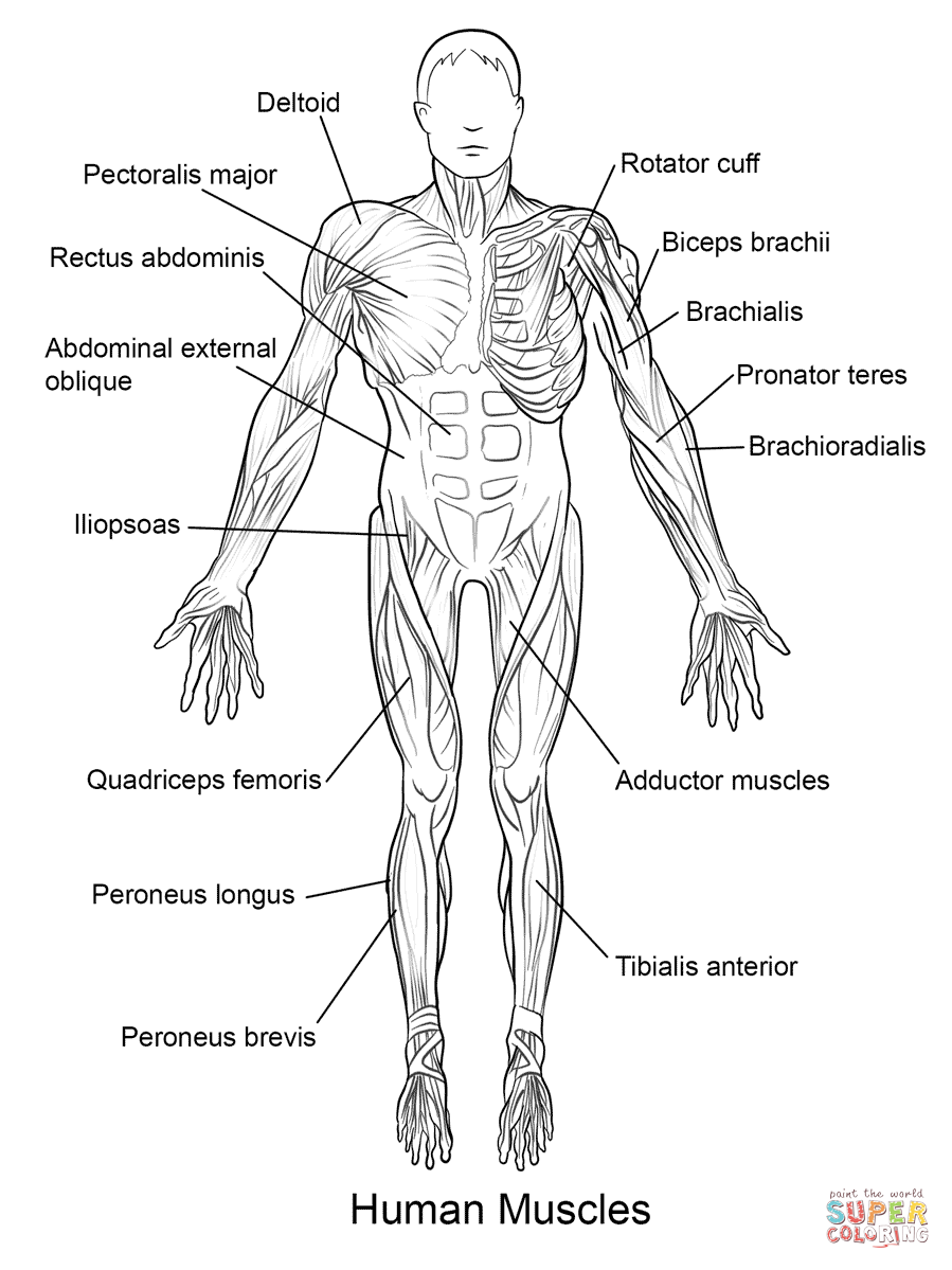 Human muscles front view coloring page free printable coloring pages