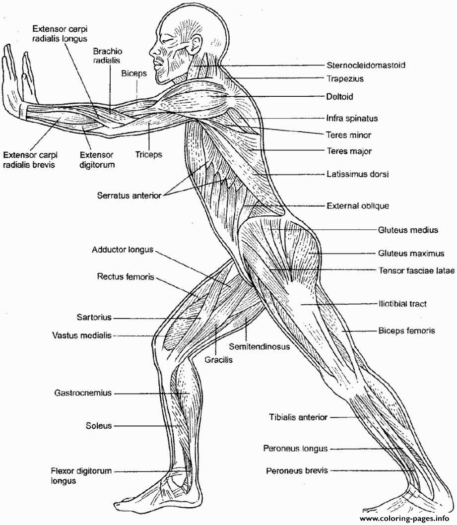 Muscular system anatomy coloring page printable