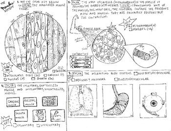 Muscular system coloring tpt