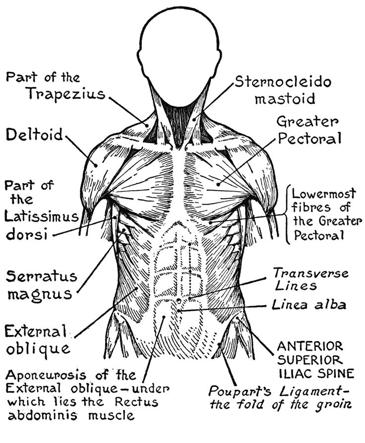 Human muscles coloring diagram educative printable anatomy coloring book human body systems body systems