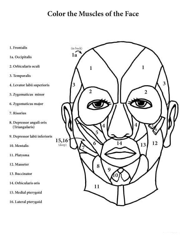 Anatomy coloring pages printable for free download