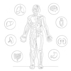 Printable human anatomy with different systems coloring page