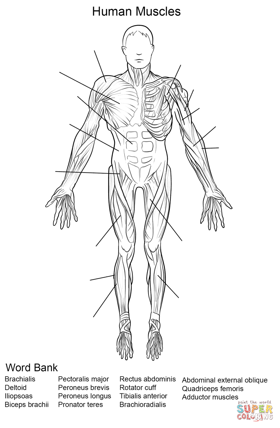 Human muscles front view worksheet coloring page free printable coloring pages