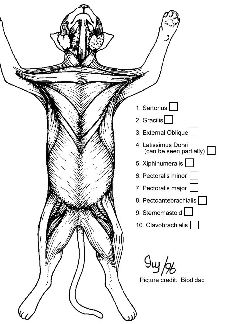 Cat muscles of the chest color