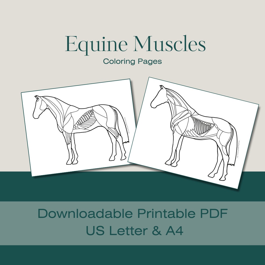 Equine muscles coloring page horse anatomy horse muscles equine anatomy equine education printable download