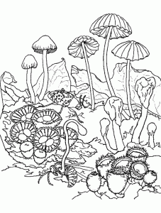 Mushrooms