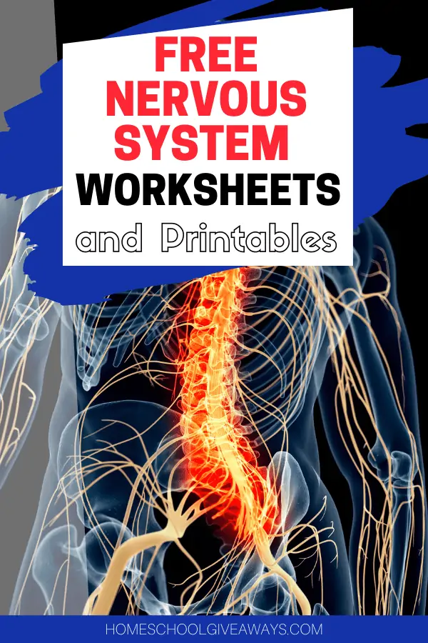 Free nervous system worksheets and printables