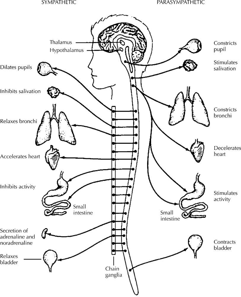 Coloring ideas anatomy coloring book anatomy and physiology human body systems