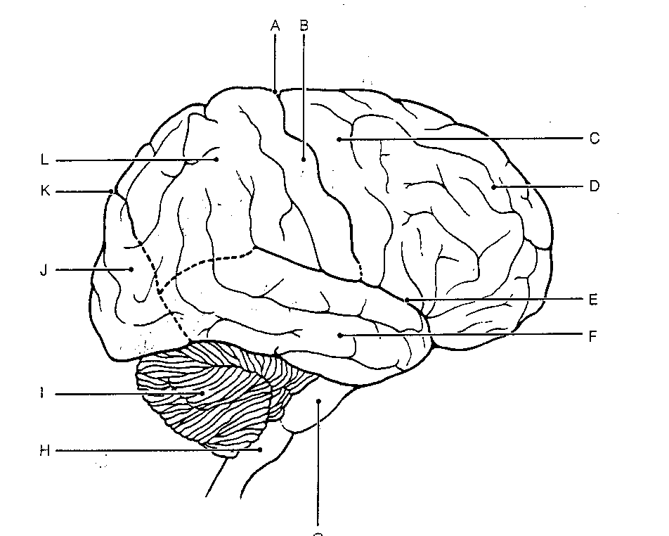 Coloring pages brain anatomy