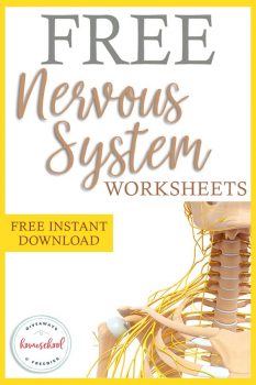 Free printable nervous system worksheets free homeschool deals