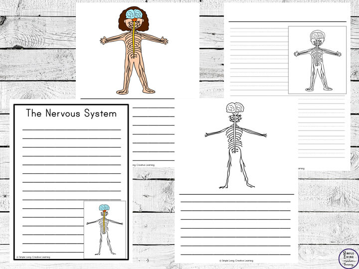 Nervous system notebooking pages