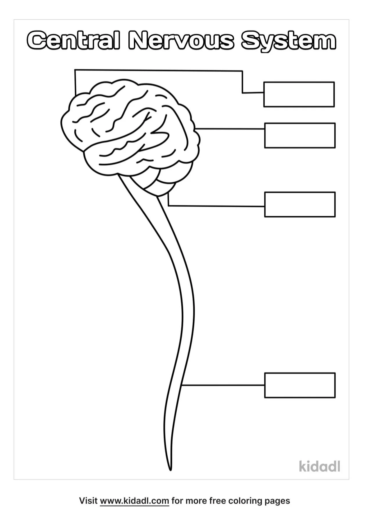 Free the central nervous system coloring page coloring page printables