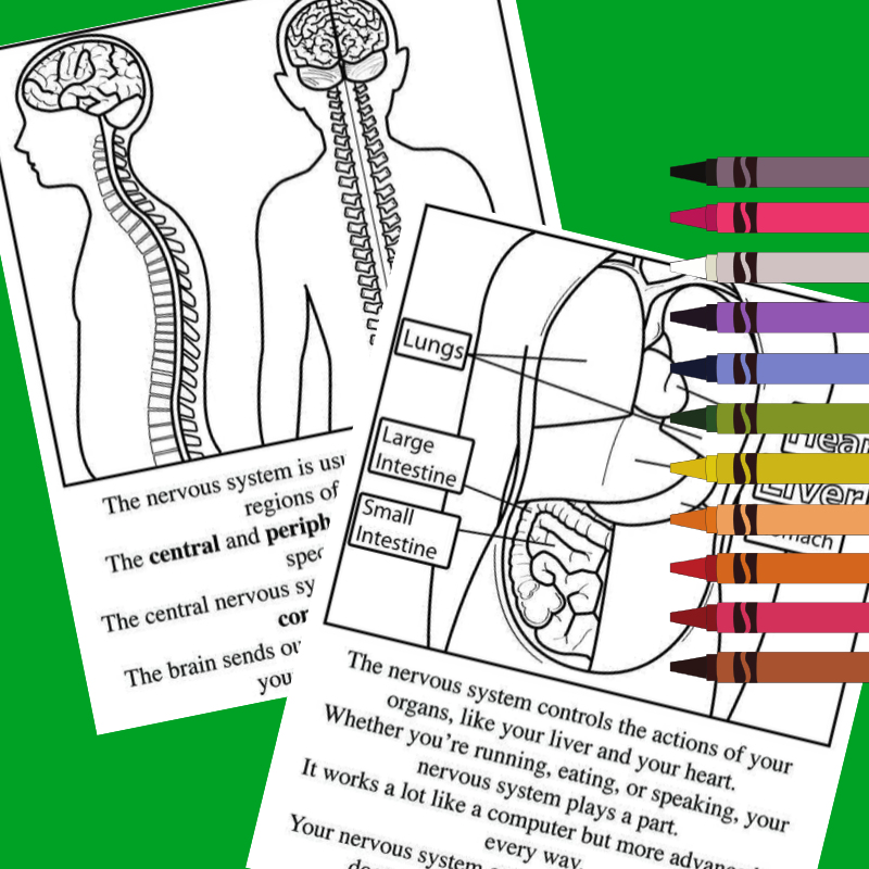 Your nervous system coloring book