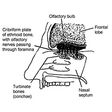 Top anatomy coloring pages for your toddler