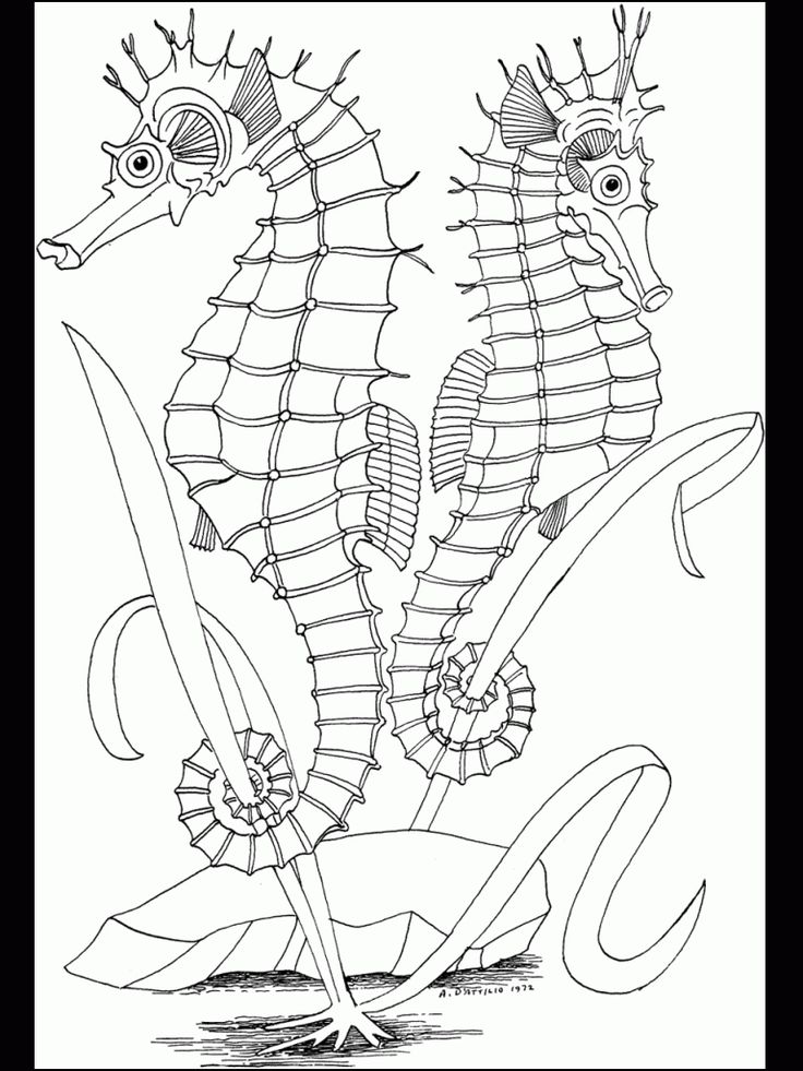 Free printable ocean coloring pages for kids ocean coloring pages animal coloring pages adult coloring pages