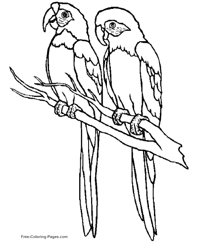 Coloring pages of birds