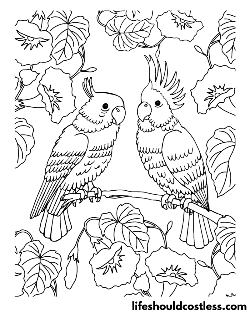 Bird coloring pages free printable pdf templates