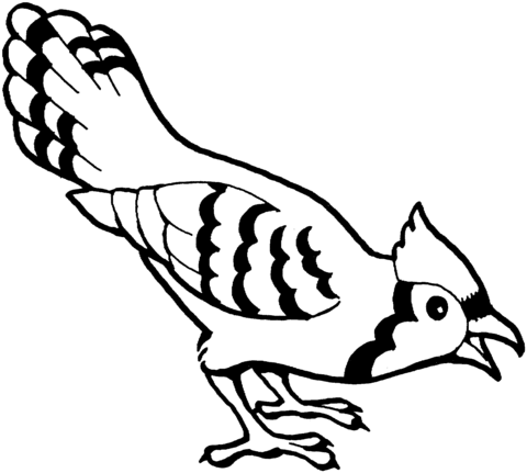 Blue jay bird coloring page free printable coloring pages