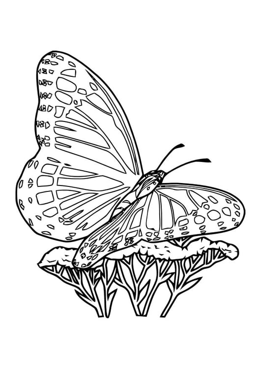 Coloring page butterfly