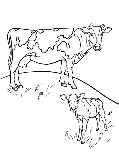 Free cow coloring page