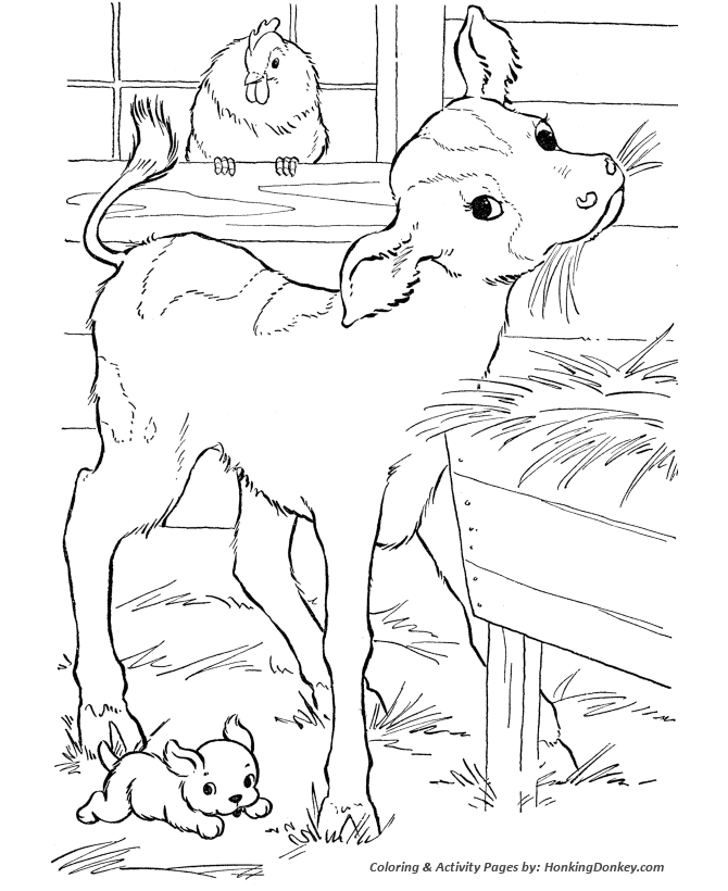 Cow coloring pages printable calf in the barn eating hay coloring page