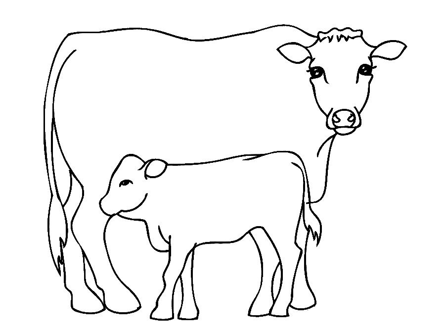 Printable cow coloring pages cow drawing animal coloring pages cow coloring pages