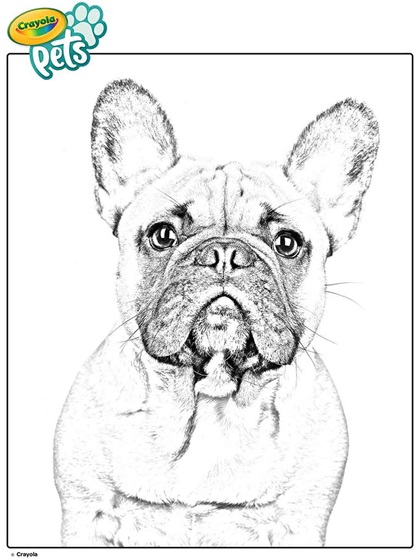 French bulldog pet dog coloring page