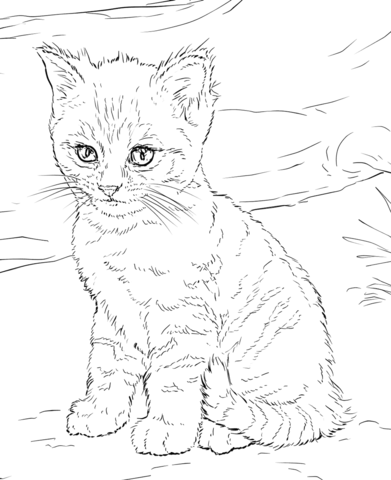 Cute kitten coloring page free printable coloring pages